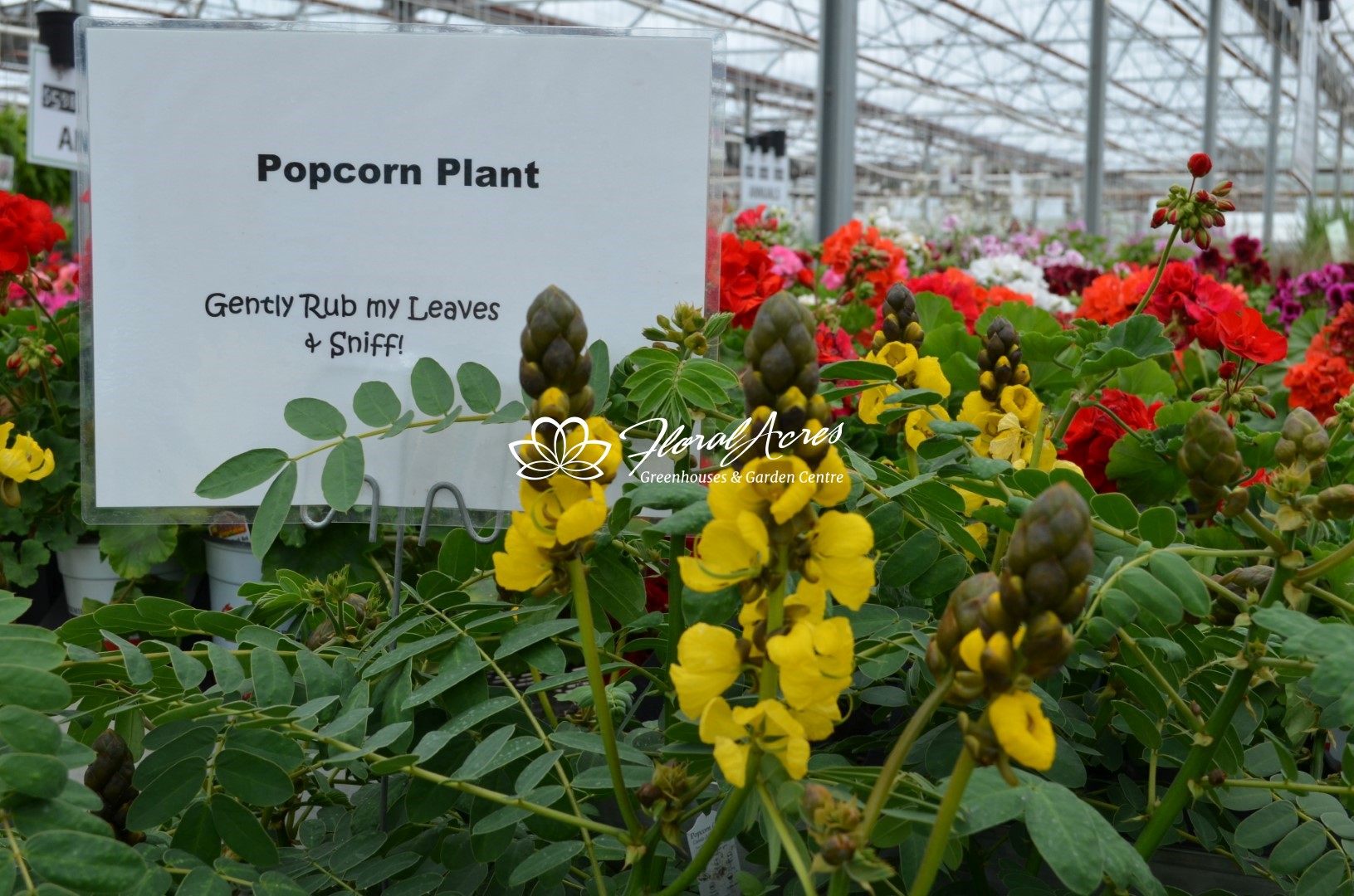 Cassia Popcorn Floral Acres